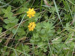 Image result for Lotus namulensis