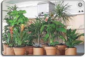 Pin By Kimik Design On Kimik Green Plants Indoor Watering Indoor Plants