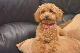 Maybe you would like to learn more about one of these? 10 Haircuts For Poodles With Styles And Pictures