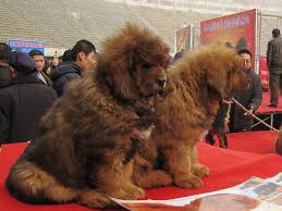 How much does a tibetan mastiff cost in the united states? Tibetan Mastiff Big Splash Sells For 1 5 Million World S Most Expensive Dog Cbs News