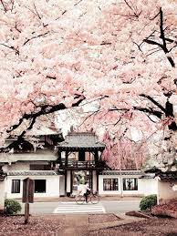 image de japan pink and sakura japan landscape japan travel beautiful places