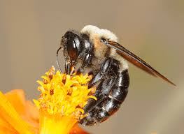 If you see large black bumble bees in your yard. What Is Attracting Carpenter Bees To My Property