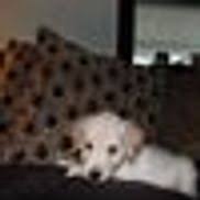 Beautiful golden retriever pups irish kennel club registered and 3 generation cert for pups. Golden Retriever Puppies By Fitz Puppies In Enfield Ct Alignable