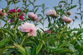 Choose a site to replant. Fall Is The Best Time To Replant Peonies Yourhub