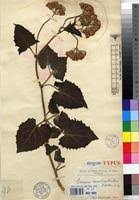 Image result for Gynura scandens