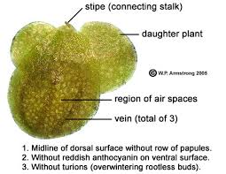 Image result for Lemna aequinoctialis