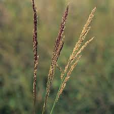 Image result for Panicum infestum