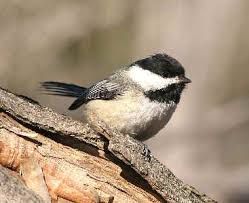 Backyard Birds Of Western Washington Birds Native To Washington State Washington State Birds During Focus On Nature West Coast Usa Tours State Birds Usa Tours Washington State