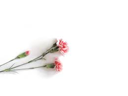 Flowers tumblr wallpaper albadorataitalia com. Minimalist Floral Laptop Wallpapers Wallpaper Cave