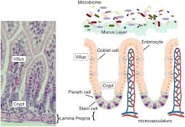 We did not find results for: Frontiers The Paneth Cell The Curator And Defender Of The Immature Small Intestine Immunology