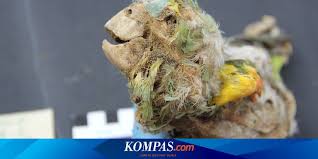 Nk tanya soalan teka teki ni. Tak Hanya Di Mesir Mumi Burung Juga Ditemukan Di Gurun Atacama Halaman All Kompas Com