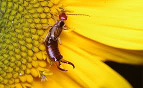 Earwig killers can both be natural or commercial/ chemical killers. How To Kill Earwigs In Your Garden And Yard