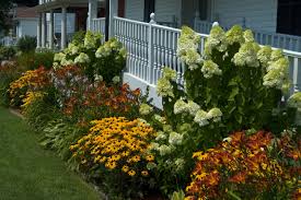 Hydrangea Annabelle And Black Eyed Susan Hydrangea Landscaping Front Yard Plants Landscaping Shrubs