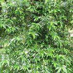 Image result for Empogona lanceolata