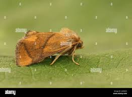 Image result for Apoda limacodes