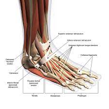 A lisfranc injury or lisfranc sprain is an injury to the ligaments in the middle part of the foot, called the midfoot. What Is A Lisfranc Injury