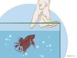 How To Help A Betta Fish Live Longer Betta Fish Pet Fish Betta Fish Tank