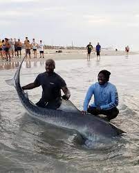 Check spelling or type a new query. Austin Brothers Catch And Release Nearly 12 Foot Tiger Shark In Corpus Christi