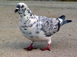 Black And White Pigeon Breeds Leucism Wikipedia The Free Encyclopedia Albino Animals Animals Pigeon