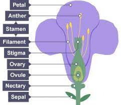 The Component Parts Of Plant That Allow Reproduction Petal Anther Stamen Filament Stigma Ovary Ovule Flower Structure Parts Of A Plant Biology Revision