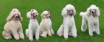 8 pups ready before mother's day. 49 Standard Poodle Wallpapers On Wallpapersafari