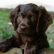 Our puppies make a visit to our veterinarian before they go to their new homes. Puppies For Sale In Ga Local Georgia Breeders Atlanta Puppies For Sale Local Breeders
