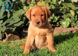Coco Labrador Retriever Fox Red Puppy For Sale Keystone Puppies Fox Red Labrador Fox Red Labrador Puppy Red Golden Retriever Puppy