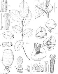 Image result for Schrebera trichoclada