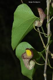 Image result for Aristolochia triactina