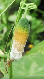 Image result for thrips damage on cucumber