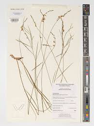 Image result for Rhynchotropis