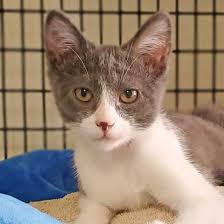 The munchkin cat or sausage cat is a relatively new breed of cat characterized by its very short legs, which are caused by a genetic mutation. Cat Kittens For Adoption In San Diego Helen Woodward Animal Center Kitten Adoption Cute Cats And Kittens Munchkin Cat Scottish Fold