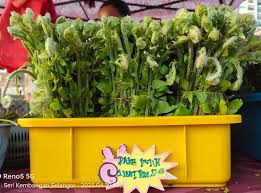 Image result for Nephrolepis acutifolia