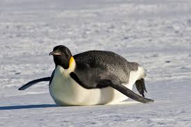 All but 3 of about 40 known very few people have seen an emperor penguin huddle in the winter in savage places ruled by ice and cold, the penguins spend their days largely in silence. Emperor Penguins Australian Antarctic Program