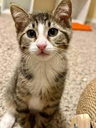 Wild Blue Cats - Wild Blue Cats added a new photo.