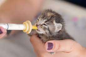 We did not find results for: The Bitty Kitty Brigade Minnesota Orphan Kitten Bottle Baby Rescue