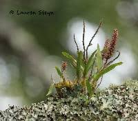 Image result for Polystachya kermesina