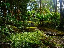 Forest Floor Rainforest Animals In 2020 Rainforest Animals Ground Cover Plants Rainforest