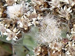 Image result for Gnaphalium unionis