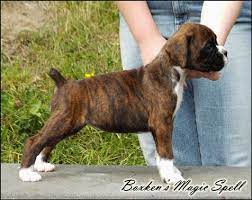 Pin By Kim Tetreault On Shepherds And Other Dogs Boxer And Baby American Boxer Dog Boxer Dog Breed