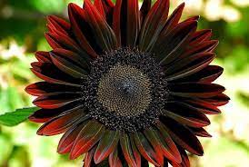 Here's a collection of flowers and plants that start with j. Detail Of A Black Sunflower Red Sunflowers Sunflower Seedlings Black Flowers