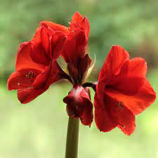 We did not find results for: Flowers And Their Symbols Garden And Me