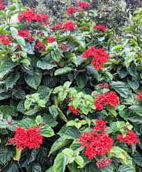 Image result for Clerodendrum