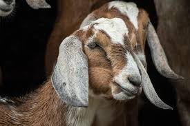 Find out what is the full meaning of goat on abbreviations.com! Nubian Goats Breed Profile Backyard Goats