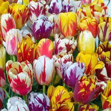 Pin On Single Late Tulips