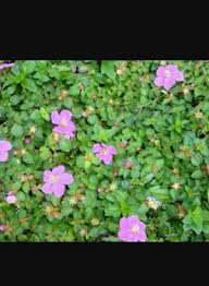 Image result for Heterotis rotundifolia