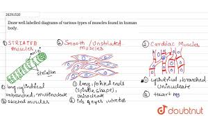 In 2007, wehaya sdn bhd also took pride for being the first company in malaysia being accredited by iecex for its ex workshop facilities and being the second in the world. Smooth Muscle Diagram Labeled Class 9 Tissues Class 9 Important Questions Science Chapter 6 I Ve Labelled The Diagrams Up To Show The Main Human Body Muscles Melepaskankuu
