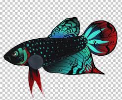See more ideas about betta, siamese fighting fish, betta fish. Siamese Fighting Fish Peaceful Betta Png Clipart Animals Aquarium Art Betta Breed Free Png Download