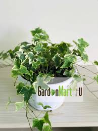 Amandemen keempat disahkan 10 agustus 2002. Gnc Live Plant English Ivy Plant Pokok Gantung Ivy å¸¸æ˜¥è—¤ Gardenmart4u Com