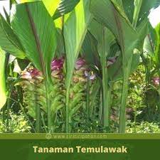 Gambar daun tumbuhan pacar air. Mengenal Hama Dan Penyakit Yang Dapat Menyerang Pohon Temulawak Ciriciripohon Com